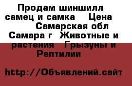 Продам шиншилл , самец и самка  › Цена ­ 2 500 - Самарская обл., Самара г. Животные и растения » Грызуны и Рептилии   